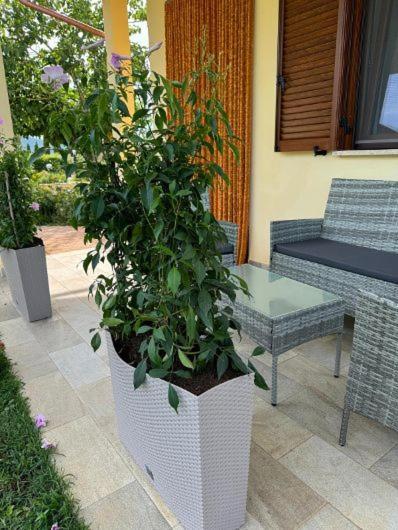 Agriturismo Il Portico Capalbio Eksteriør billede